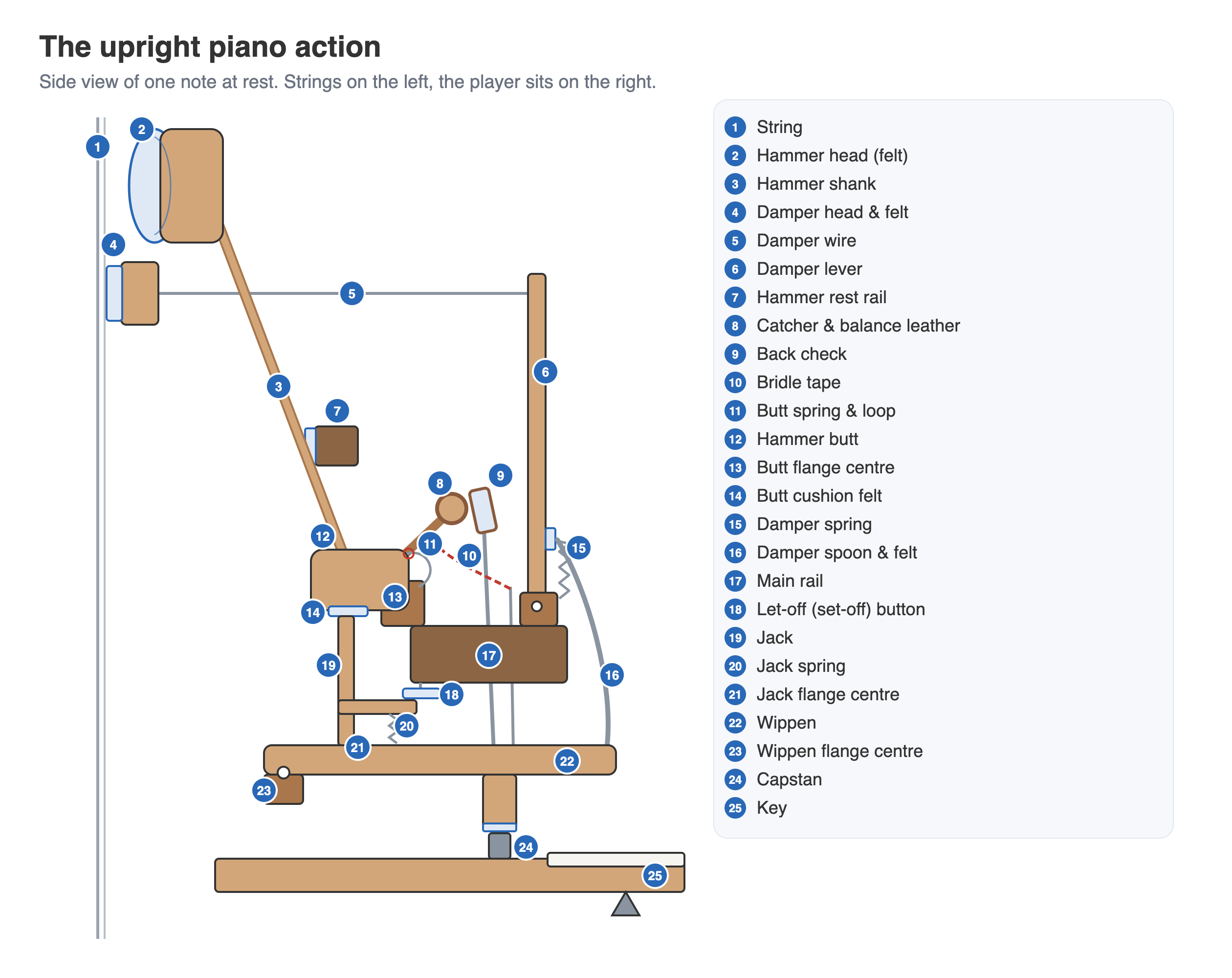 Labelled diagram of an upright piano action, showing the hammer, damper, jack, wippen and key
